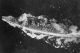 Pacific War 1944 05 - Philippines 11 - Battleship Yamato.jpg